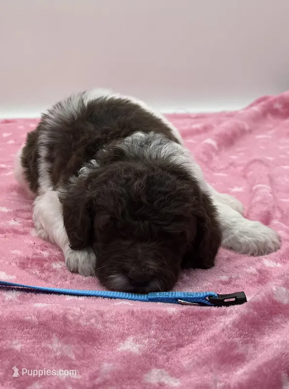 Hershey Blue Collar Poo – Poodle - Multi-Colored Standard puppy for sale in Carrollton, GA