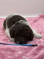 Hershey Blue Collar Poo, a male Poodle - Multi-Colored Standard for sale in Carrollton, GA – Photo 1 of 3