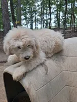Casper Blue Colllar, a male Pyredoodle for sale in Carrollton, GA – 2 of 3