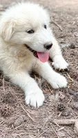 Diesel , a male Great Pyrenees for sale in Carrollton, GA – 5 of 6