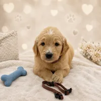 Willie Nelson Brown Collar GD, a male Goldendoodle for sale in Carrollton, GA – 1 of 2