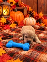 Major - Brown Collar, a male Golden Retriever for sale in Carrollton, GA – 2 of 3