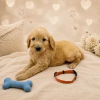 Winston Orange Collar F1 GD, a male Goldendoodle for sale in Carrollton, GA – 2 of 3
