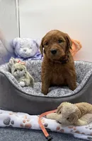 Dolly Orange Collar GD, a female Goldendoodle for sale in Carrollton, GA – Photo 1 of 2