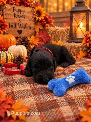 Buddy - Red Collar F1b GD – Goldendoodle puppy for sale in Carrollton, GA