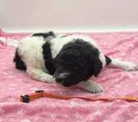 Emory Orange Collar Poo, a female Poodle - Multi-Colored Standard for sale in Carrollton, GA – Photo 2 of 3