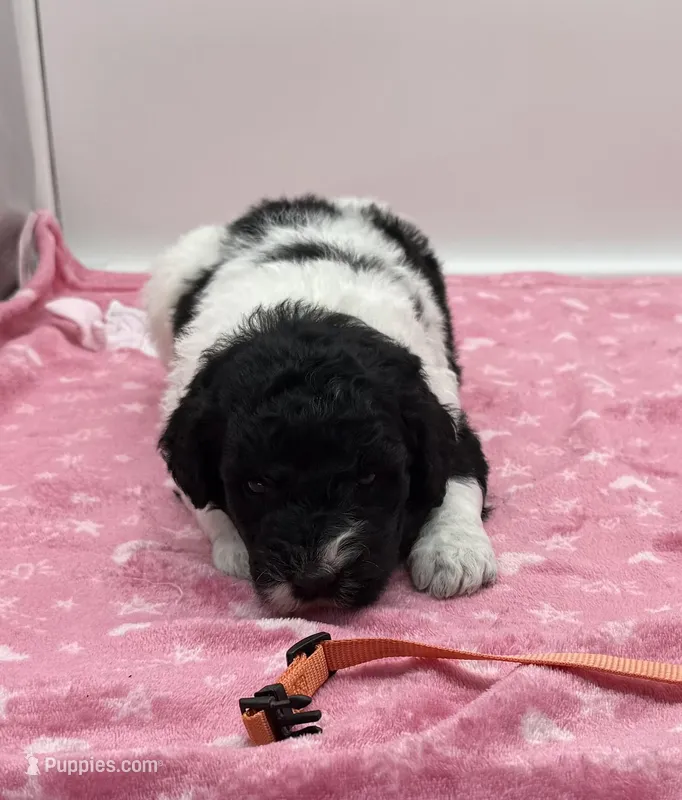 Emory Orange Collar Poo – Poodle - Multi-Colored Standard puppy for sale in Carrollton, GA