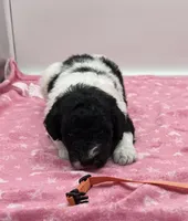 Emory Orange Collar Poo, a female Poodle - Multi-Colored Standard for sale in Carrollton, GA – Photo 1 of 3