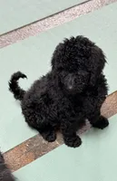 Cole Brown Collar GD, a female Goldendoodle for sale in Carrollton, GA – 4 of 10