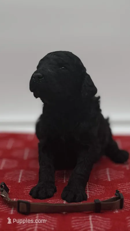 Cole Brown Collar GD