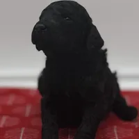 Cole Brown Collar GD, a female Goldendoodle for sale in Carrollton, GA – Photo 1 of 5