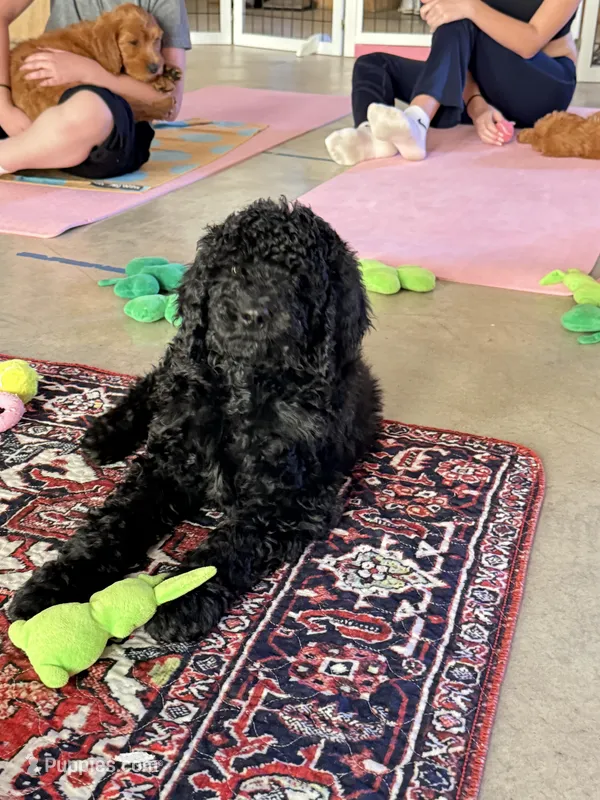 Cole Brown Collar GD – Goldendoodle puppy for sale in Carrollton, GA