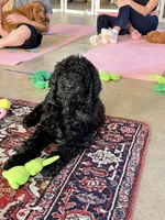 Cole Brown Collar GD, a female Goldendoodle for sale in Carrollton, GA – 1 of 10