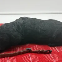 Cole Brown Collar GD, a female Goldendoodle for sale in Carrollton, GA – Photo 3 of 5