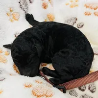 Cole Brown Collar GD, a female Goldendoodle for sale in Carrollton, GA – Photo 5 of 5