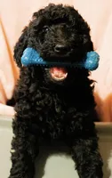 Cole Brown Collar GD, a female Goldendoodle for sale in Carrollton, GA – 5 of 10