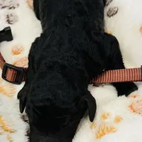 Cole Brown Collar GD, a female Goldendoodle for sale in Carrollton, GA – Photo 4 of 5