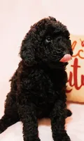Cole Brown Collar GD, a female Goldendoodle for sale in Carrollton, GA – 6 of 10
