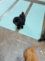 Cole Brown Collar GD, a female Goldendoodle for sale in Carrollton, GA – 3 of 10