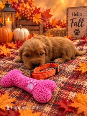 Mickey - Orange Collar GR – Golden Retriever puppy for sale in Carrollton, GA