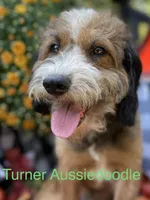 Reese’s MAD, a male Miniature Aussiedoodle for sale in Carrollton, GA – Photo 4 of 4