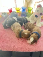 Reese’s MAD, a male Miniature Aussiedoodle for sale in Carrollton, GA – Photo 2 of 4