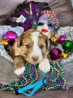 Reese’s MAD, a male Miniature Aussiedoodle for sale in Carrollton, GA – Photo 1 of 4