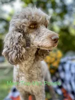 Reese’s MAD, a male Miniature Aussiedoodle for sale in Carrollton, GA – Photo 3 of 4