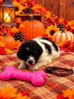 Piper - Brown Collar, a female Pyredoodle for sale in Carrollton, GA – 1 of 3