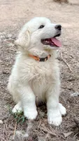 Diesel , a male Great Pyrenees for sale in Carrollton, GA – 2 of 6