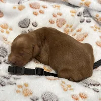 Milo Black Collar GR, a male Golden Retriever for sale in Carrollton, GA – Photo 4 of 4