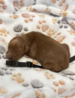 Milo Black Collar GR, a male Golden Retriever for sale in Carrollton, GA – Photo 2 of 3