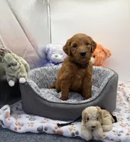 Milo Black Collar GR, a male Golden Retriever for sale in Carrollton, GA – Photo 1 of 4