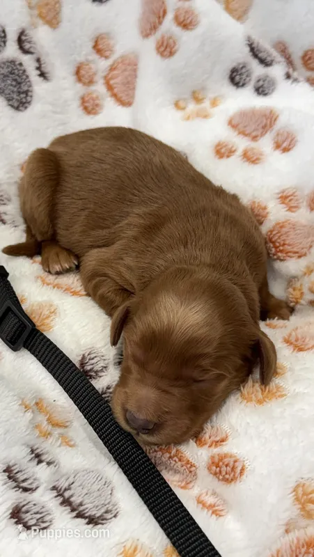 Milo Black Collar GR