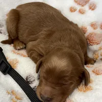 Milo Black Collar GR, a male Golden Retriever for sale in Carrollton, GA – Photo 3 of 4