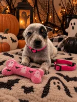 Priscilla - Pink Collar, a female Australian Cattle Dog for sale in Carrollton, GA – 1 of 3