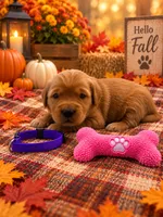 Michelle - Purple Collar GR, a female Golden Retriever for sale in Carrollton, GA – 1 of 3