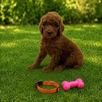 Dixie - Orange Collar Poo, a female Poodle - Standard  for sale in Carrollton, GA – 1 of 3