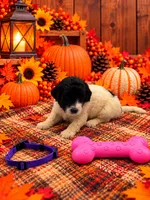 Sadie - Purple collar, a female Pyredoodle for sale in Carrollton, GA – 2 of 3