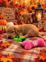 Emory - Green Collar F1b GD, a female Goldendoodle for sale in Carrollton, GA – 2 of 3