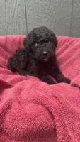 Minnie AD Black, a female Aussiedoodle for sale in Carrollton, GA – Photo 1 of 9