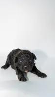 Minnie AD Black, a female Aussiedoodle for sale in Carrollton, GA – Photo 4 of 9