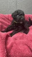 Minnie AD Black, a female Aussiedoodle for sale in Carrollton, GA – Photo 2 of 9
