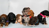 Minnie AD Black, a female Aussiedoodle for sale in Carrollton, GA – Photo 6 of 9