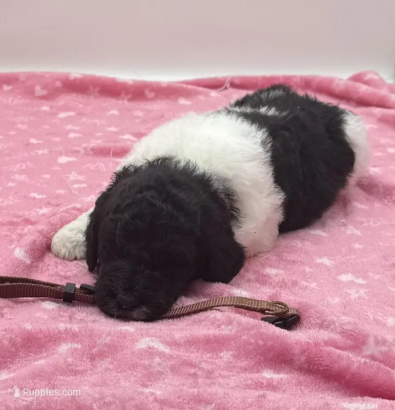 Hank Brown Collar GD – Poodle - Multi-Colored Standard puppy for sale in Carrollton, GA