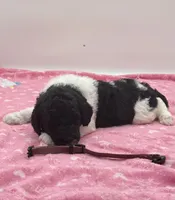 Hank Brown Collar GD, a male Poodle - Multi-Colored Standard for sale in Carrollton, GA – Photo 2 of 3