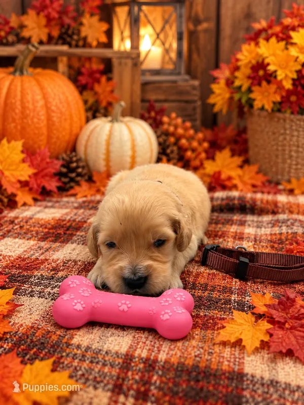 Molly - Brown Collar – Golden Retriever puppy for sale in Carrollton, GA
