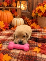 Molly - Brown Collar, a female Golden Retriever for sale in Carrollton, GA – 1 of 3