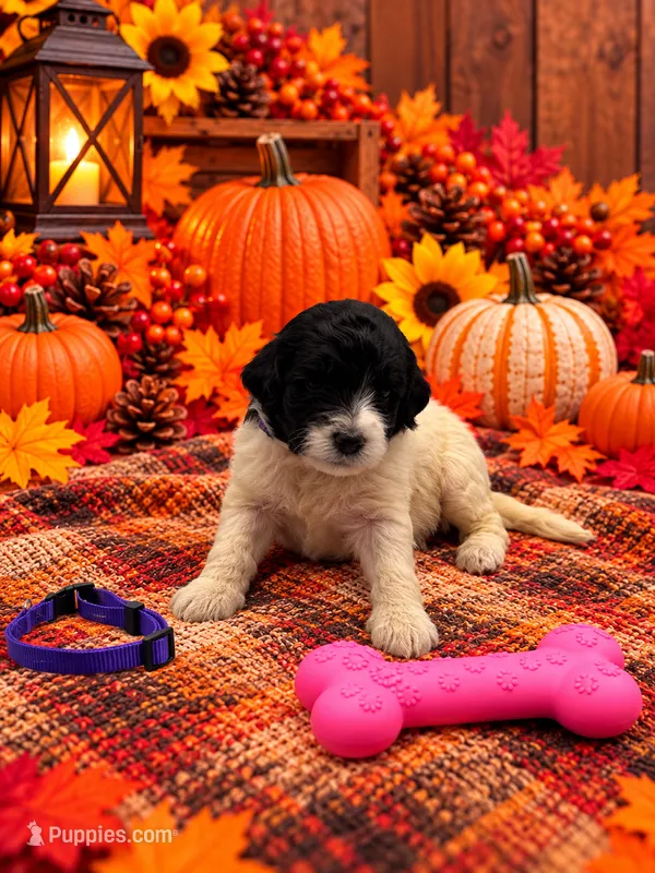 Sadie - Purple collar – Pyredoodle puppy for sale in Carrollton, GA