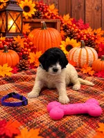 Sadie - Purple collar, a female Pyredoodle for sale in Carrollton, GA – 1 of 3